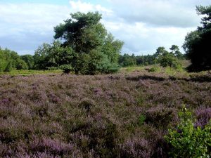 Heide bij Overloon
