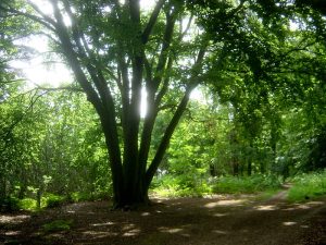 Bos Reichswald